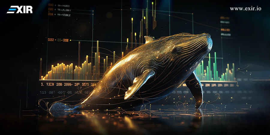 نهنگ ارز دیجیتال یا crypto whale