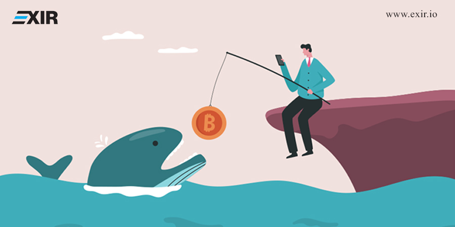 راهکار کوسه ها و پیراناها