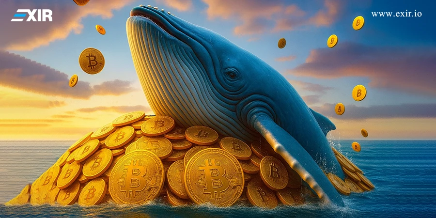 تاثیر نهنگ‌های بیت کوین بر بازار